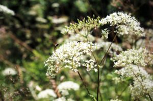 medycyna naturalna-naturoterapia-naturlife clinic